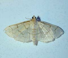 Herpetogramma theseusalis