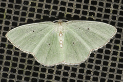 Nemoria lixaria