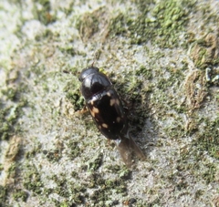 Glischrochilus quadriguttatus