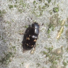 Glischrochilus quadriguttatus