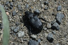 Cremastocheilus crinitus