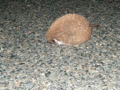 Paraechinus aethiopicus