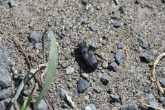 Cremastocheilus crinitus