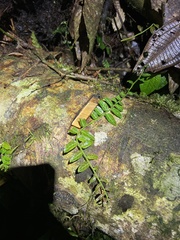 Marcgraviaceae