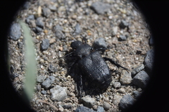 Cremastocheilus crinitus