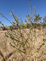Ambrosia salsola