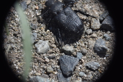 Cremastocheilus crinitus