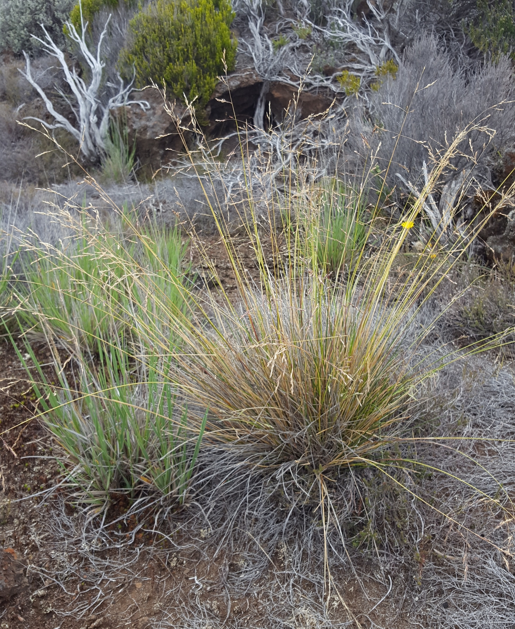 (c) François Rousseu, certains droits réservés (CC BY-NC) https://www.inaturalist.org/observations/149417335