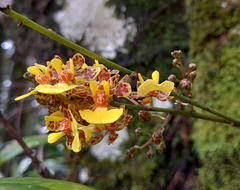 Trichocentrum ascendens