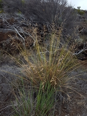 Poa teretifolia