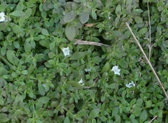 Dentella repens