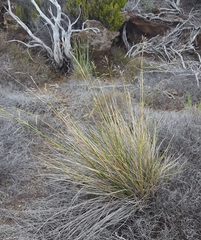 Poa teretifolia