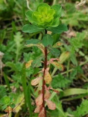 Euphorbia helioscopia