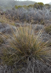 Poa teretifolia