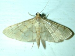 Herpetogramma theseusalis