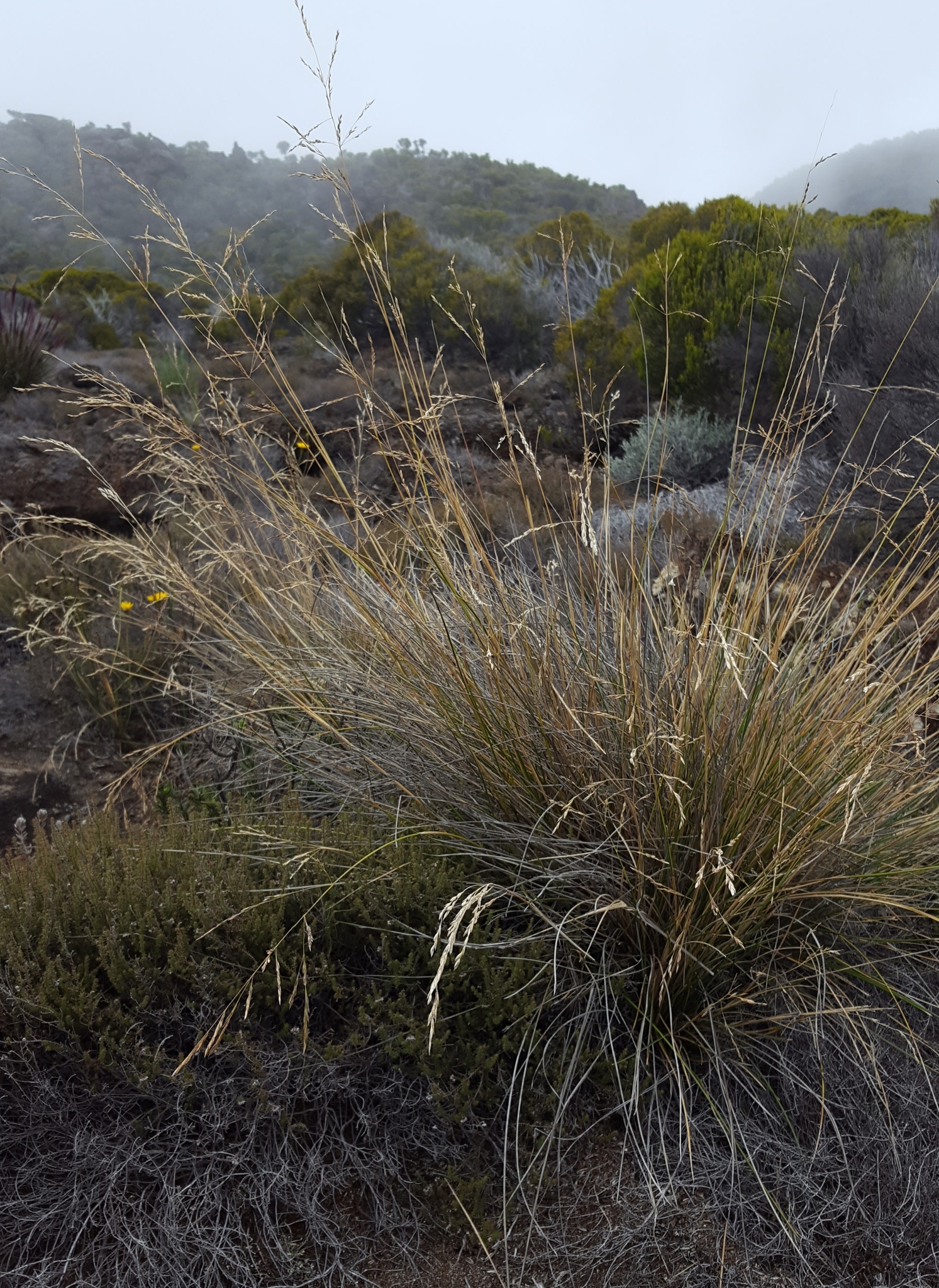 (c) François Rousseu, certains droits réservés (CC BY-NC) https://www.inaturalist.org/observations/149417335