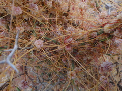 Cuscuta approximata