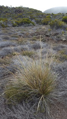 Poa teretifolia
