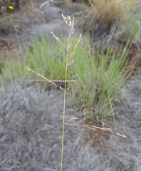 Poa teretifolia