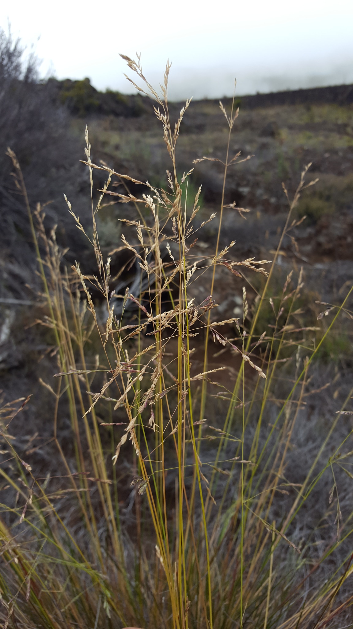 (c) François Rousseu, certains droits réservés (CC BY-NC) https://www.inaturalist.org/observations/149417335