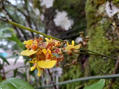 Trichocentrum ascendens