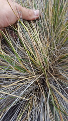 Poa teretifolia