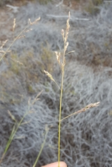 Poa teretifolia
