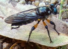 Laphriini