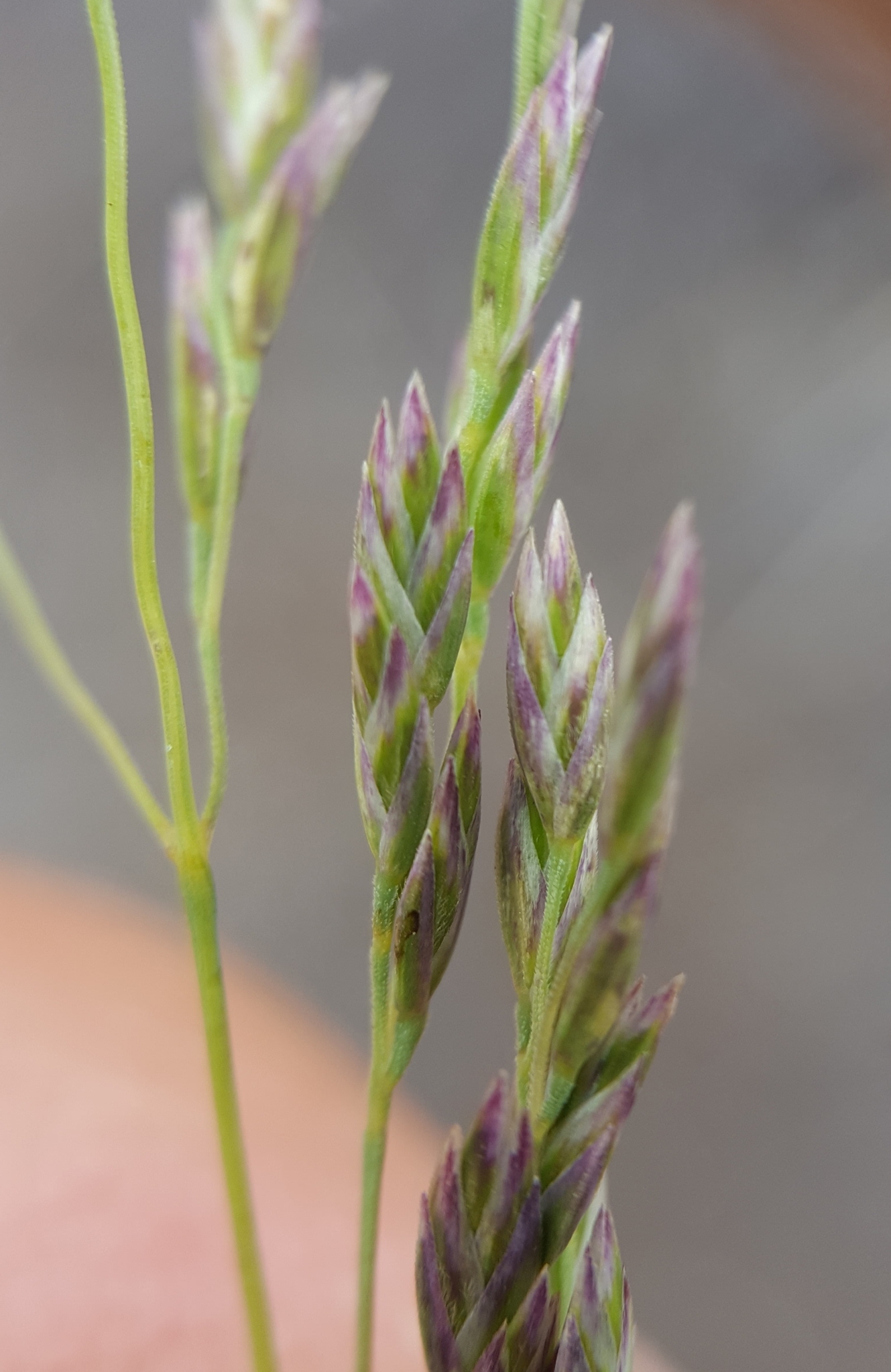 (c) François Rousseu, certains droits réservés (CC BY-NC) https://www.inaturalist.org/observations/149417335