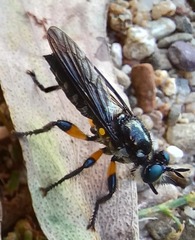 Laphriini
