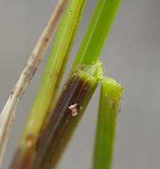 Poa teretifolia
