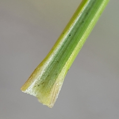 Poa teretifolia