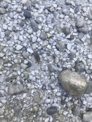 Pachygrapsus