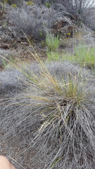Poa teretifolia
