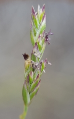 Poa teretifolia