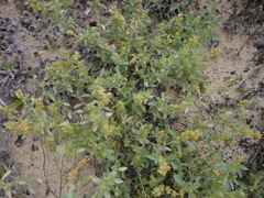 Atriplex semilunaris