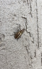 Naupactus dissimilis