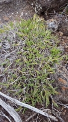 Panicum lycopodioides