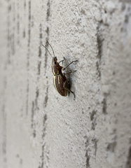 Naupactus dissimilis