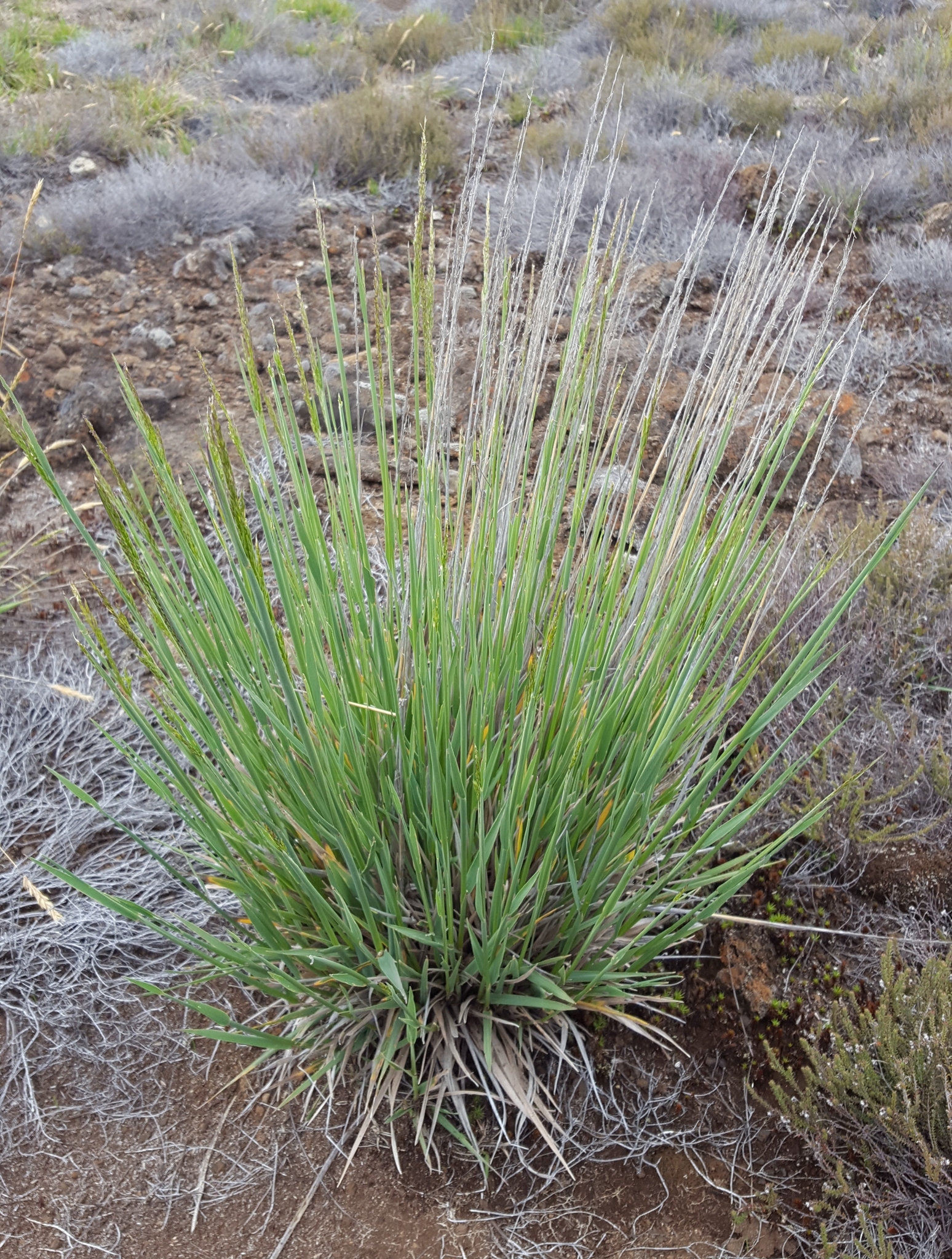 (c) François Rousseu, certains droits réservés (CC BY-NC) https://www.inaturalist.org/observations/149417337