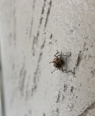 Naupactus dissimilis