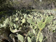 Opuntia basilaris