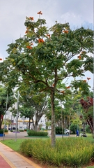 Spathodea campanulata