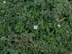 Dentella repens