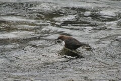 Cinclus cinclus aquaticus