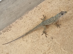 Anolis aeneus