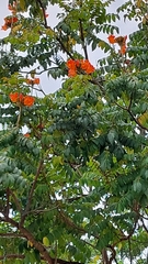 Spathodea campanulata