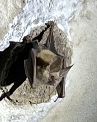 Macrotus waterhousii