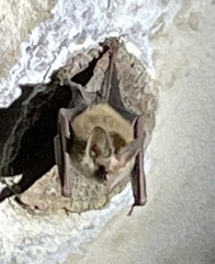 Macrotus waterhousii