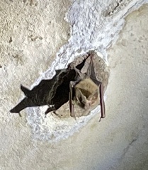 Macrotus waterhousii